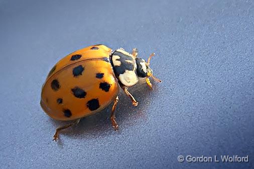 My Car Was Bugged_00263.jpg - Asian Lady Beetle photographed near Port Elmsley, Ontario, Canada.